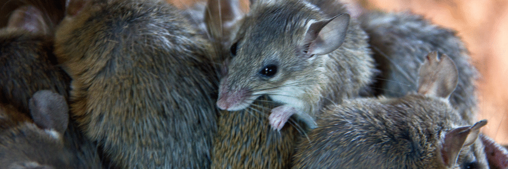 rodent in akron